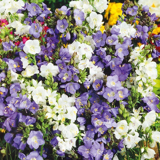 Valeriana Greca - Miscuglio - Perenne, delicati fiori campanulati - Polemonium caeruleum - Semi Premium