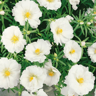 Portulaca Grandiflora - Doppia Bianco - Fiori pieni perfetti per giardini rocciosi - Portulaca grandiflora - Semi Premium