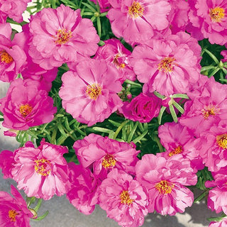 Portulaca Grandiflora - Doppia Rosa - Pianta tappezzante ornamentale per aiuole - Portulaca grandiflora - Semi Premium