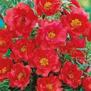 Portulaca Grandiflora - Doppia Rosso - Decorativa, fioritura lunga e intensa - Portulaca grandiflora - Semi Premium