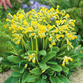 Primula Odorosa - Affascinante, delicato, grazia naturale - Primula veris
