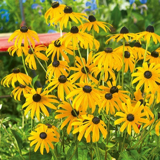 Rudbeckia fulgida - Fiori dorati che attirano gli insetti - Rudbeckia fulgida - Semi Premium