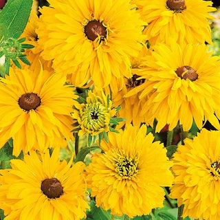 Rudbeckia Doppia - Golden Daisies - Grandi fiori doppi per tutta l’estate - Rudbeckia hirta - Semi Premium