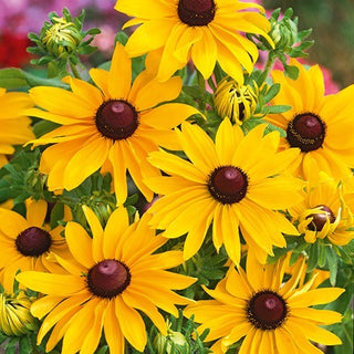 Rudbeckia - My Joy - Fioritura spettacolare, prolungata e abbondante - Rudbeckia hirta - Semi Premium