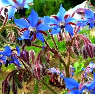 Borragine - Facile da coltivare pianta consociata - Borago officinalis - Busta Grande - 100 g - Semi Premium