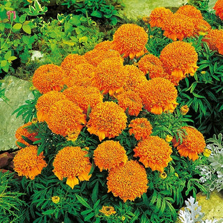 Tagete erecta Nana - Cupido Arancione - Pomponi arancioni soffici - Tagetes erecta