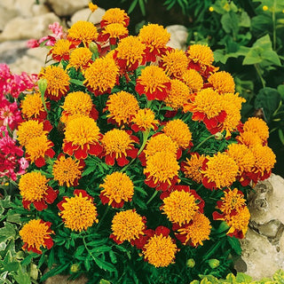 Tagete - Tiger Eyes - Colorazione interessante, effetto occhio di tigre - Tagetes patula