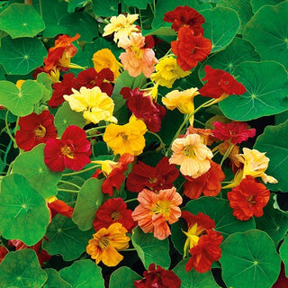 Nasturzio Grande - Gleam Miscuglio - Eccellenti fiori e foglie commestibili - Tropaeolum majus