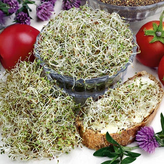 Semi per germogli - Trifoglio - Germinazione rapida, favorisce le difese immunitarie - Trifolium - Semi Premium