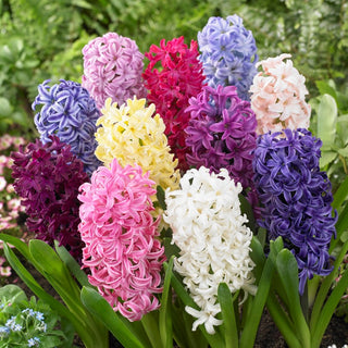 Giacinto - Miscela di colori - Hyacinthus - Profumo dolce e intenso - 3 bulbi
