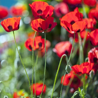 Papavero - Ladybird - Hit unico per il giardino estivo - Papaver commutatum