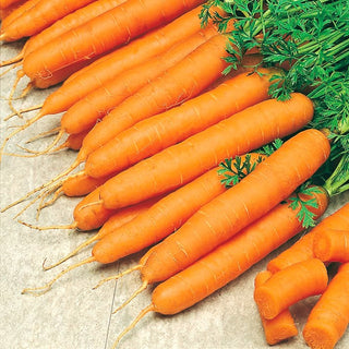 Carota Amsterdam 3 - Nastro preseminato - Raccolta precoce - Minimo sforzo