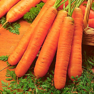 Carota Berlikumer 2 - Nastro preseminato - Germinazione uniforme e raccolti abbondanti