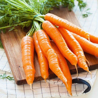 Carota Flakkese 2 - Flacoro - Nastro preseminato - Tardiva, per una semina facile