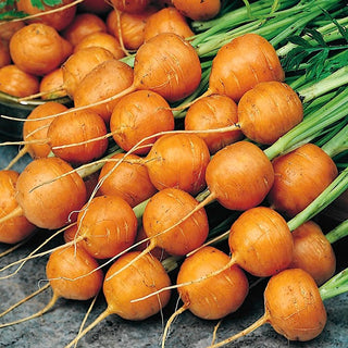 Carota - Parijse Markt 4 - Ottima per raccolte precoci