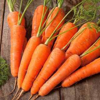Carota Nantes 3 - Nastro preseminato - Ottima germinazione dal nastro