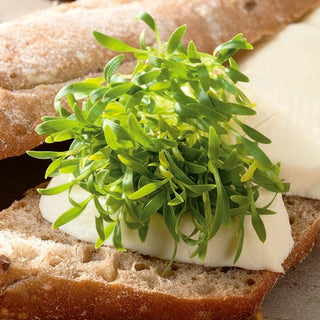 Semi per germogli - Coriandolo - Aroma fresco ed erbaceo, facile da coltivare - Coriandrum sativum - Busta Grande - 100 g - Semi Premium