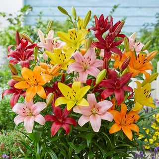 Giglio - Mix di varietà e colori - Lilium - Miscela colorata per aiuole estive