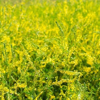 Meliloto giallo - Pianta aromatica da sovescio - Melilotus officinalis - Busta Grande - 100 g - Semi Premium