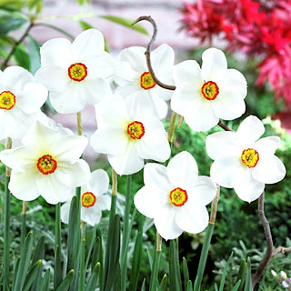 Narciso - Actaea - Narcissus - Freschezza primaverile bianco giallo - 5 bulbi