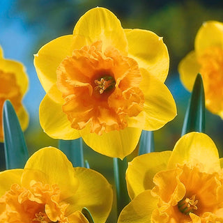 Narciso - Mirar - Narcissus - Accento primaverile giallo arancio - 5 bulbi