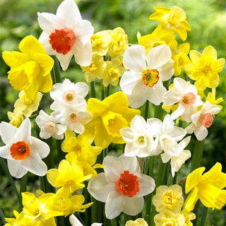Narciso - Mix - Mix - Narcissus - Cespugli pittoreschi per aiuole da giardino - 5 bulbi