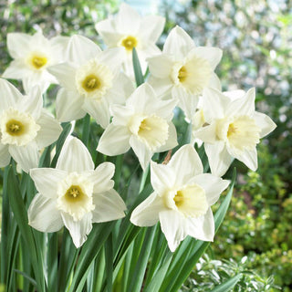 Narciso - Mount Hood - Narcissus - Eleganza in bianco crema - 5 bulbi