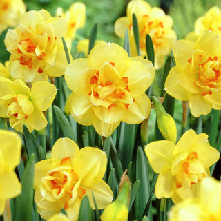 Narciso - Tahiti - Narcissus - Esplosione solare di primavera - 5 bulbi