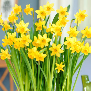 Narciso - Tete-a-Tete - Narcissus - Fioritura precoce, energia di primavera - 5 bulbi