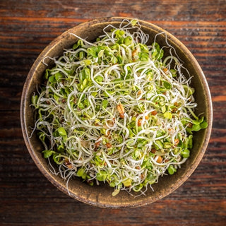 Semi per germogli - Finocchio - Aroma di anice, germinazione rapida - Foeniculum vulgare - Semi Premium