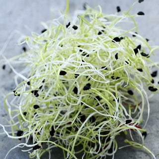 Semi per germogli - Porro - Delicato, dolce, antiossidante - Allium porrum - Semi Premium
