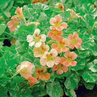 Nasturzio Nano - Alaska Salmon Orange - Crescita compatta, fiori color salmone - Tropaeolum majus var. nanum