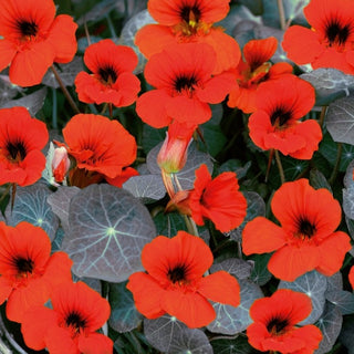 Nasturzio Nano - Empress of India - Riccamente e a lungo fiorita - Tropaeolum majus var. nanum