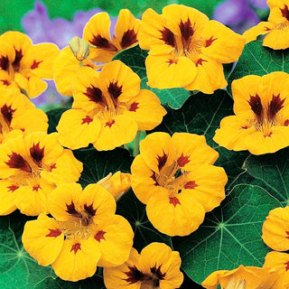 Nasturzio Nano - Lady Bird - Compatta a portamento basso - Tropaeolum majus var. nanum