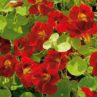 Nasturzio Nano - Mahogany - Fiori commestibili dal sapore piccante - Tropaeolum majus var. nanum