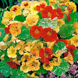 Nasturzio Nano - Alaska - Facile coltivazione in pieno sole - Tropaeolum majus var. nanum