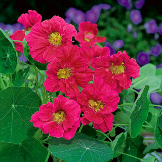 Nasturzio Grande - Cherry Rose - Decorativa e commestibile, fiori color ciliegia - Tropaeolum majus