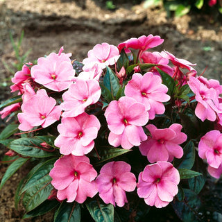 Impantiens o Fiore di Vetro - Rosa - Ideale per balconi e bordure - Impatiens walleriana
