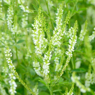 Meliloto bianco - Ornamentale bianco, sostegno per le api - Melilotus alba - 100 g - Semi Premium