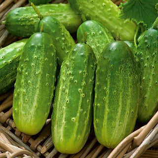 Cetriolo Polan F1 - Croccante, chiaro, resistente alle malattie - 100 g