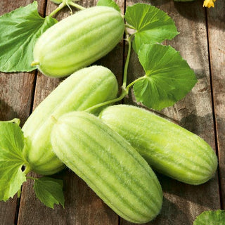 Carosello - Carosello Barese - Varietà italiana, delicato e aromatico