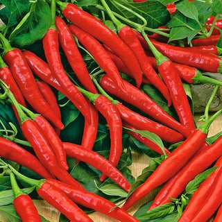 Peperoncino Cayenna - Piccante, classica, ideale per l’essiccazione e le spezie