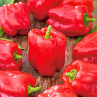 Peperone - Ożarowska - Rosso intenso, polpa carnosa e molto dolce