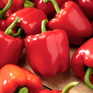 Sweet Pepper Paradise F1 - Mid-Early, Ideal for Greenhouses and Tunnels, Juicy Sweet Fruits - Premium Seeds