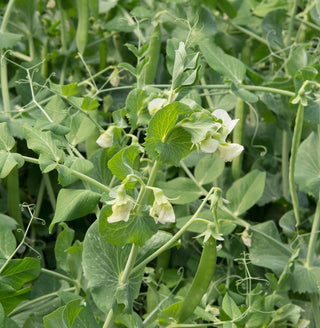 Pisello foraggero - Supporto naturale per le coltivazioni - 1 kg