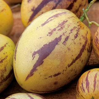 Pepino - Decorativo con frutti commestibili e succosi - Solanum muricatum