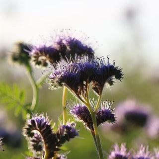 Facelia - Pianta che favorisce la biodiversità - Phacelia tanacetifolia - 500 g - Semi Premium