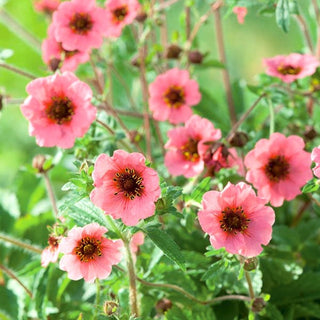 Potentilla nepalensis - Perennemente, ornamentali, fiori gialli - Potentilla nepalensis