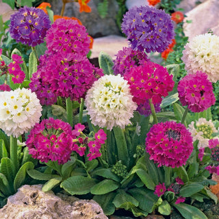 Primula denticulata - Pianta perenne ornamentale per aiuole e giardini rocciosi - Primula denticulata