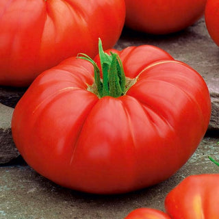 Pomodoro Brutus - Grandi, carnosi e dolci frutti